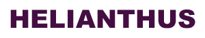Helianthus Logo